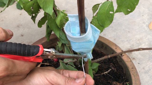 cách chiết hoa trang leo bằng cành│Quisqualis indica смотреть онлайн