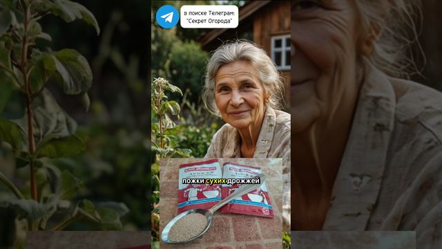 Спасаем перцы и томаты, но подойдёт и для огурца #секретогорода #дачныесоветы #урожай #перец #томаты