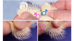 Как определить пол цыпленка