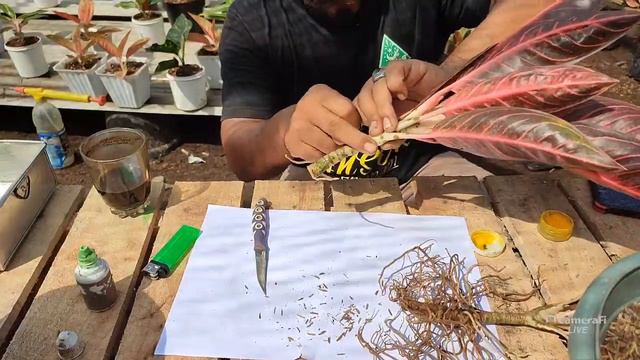 PALING AMAN CACAH AGLAONEMA PRIDE OF SUMATRA MUDAH MENJADI BANYAK