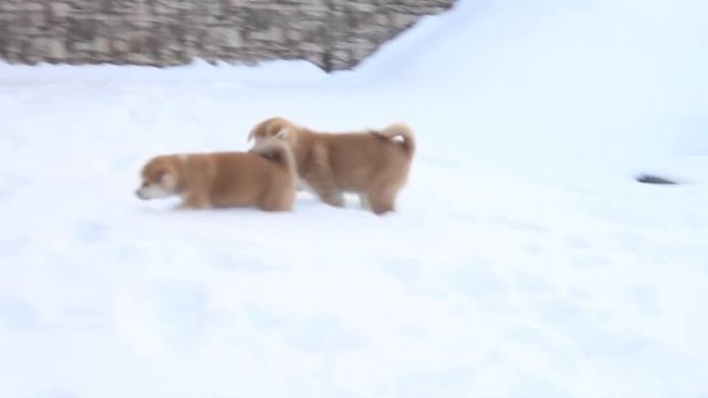 Щенки Акита Ину из питомника РКФ смотреть онлайн