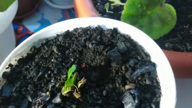 можно вырастить авокадо арбуз и тыкву в домашних условиях зимой смотреть онлайн