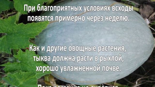 Выращивание тыквы. Как вырастить тыкву? смотреть онлайн