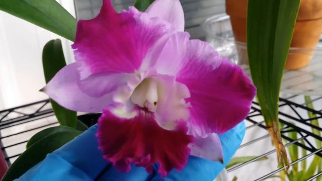 Mislabeled Cattleya: Lc. Mini Song 'Petite' смотреть онлайн