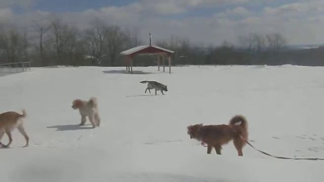 Buckley, Ellie, Jessie, Kipper, Toffee, Walter, Lucy and Flo having fun in snow смотреть онлайн