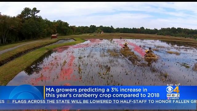 Massachusetts Cranberry Crop Expected To Grow 3-Percent This Year