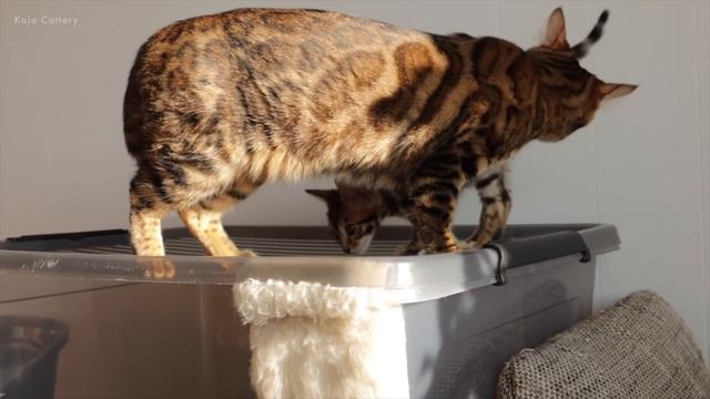 Grandma Cat Doesn't want to Share her House with the Kittens смотреть онлайн