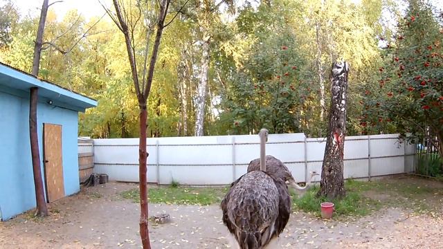 Страус ест с руки, контактный зоопарк парк Березовая роща.Ostrich eats with hands. смотреть онлайн
