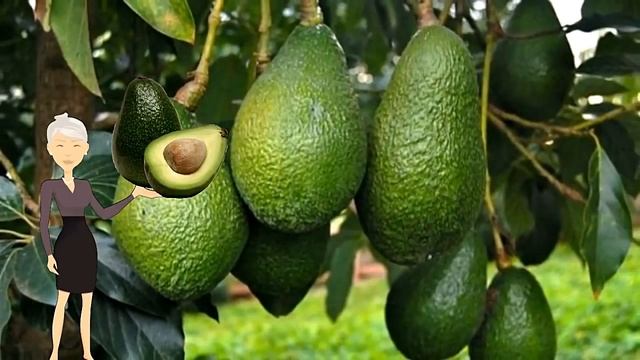 Плод который способен очистить ваши почки от камней и оздоровить весь организм смотреть онлайн