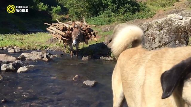 Top 10 Animals You Won't Believe Were Used in War! смотреть онлайн