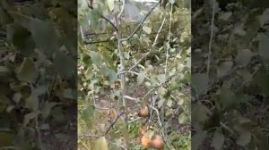 Обзор груши сорт Виктория осенняя (плоды дозревают на дереве)