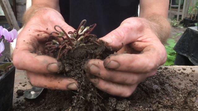 How to pot on self seeded cyclamen babies @stinkyditchnursery750 September ‘21 смотреть онлайн