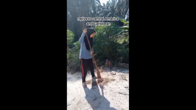 BIO464 TREE PLANTING PROGRAM (PLUMERIA ALBA) смотреть онлайн