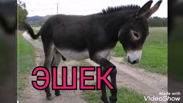 Үй жаныбарлары