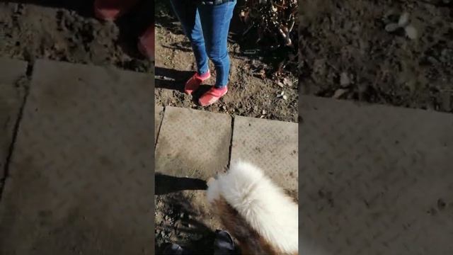 Хаски или лайка) смотреть онлайн