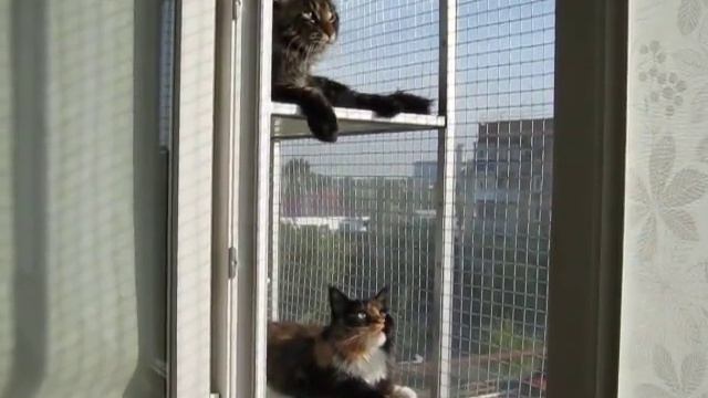 Вольер на окне (часть 1) # Для кошек своими руками смотреть онлайн