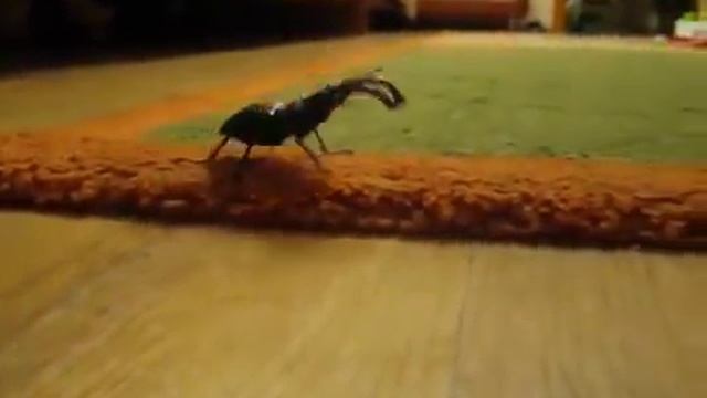 Жук олень, залетел в квартиру смотреть онлайн