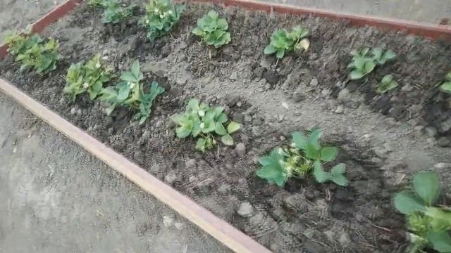 Фитофторы не будет, уход за ТОМАТАМИ в теплице. Обзор огорода.. смотреть онлайн