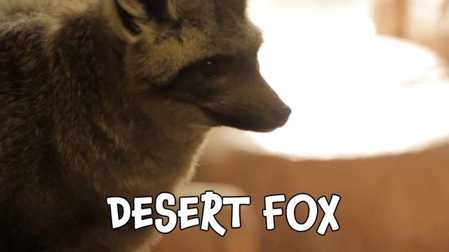Desert Animals! Learning The Names Of Animals That Live In The Desert