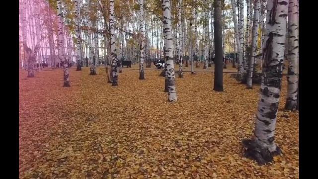 БЕРЕЗУ НЕЛЬЗЯ САЖАТЬ В САДУ ! смотреть онлайн