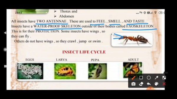 ANIMATED DOE WORKSHEET- 70, CLASS-6,7,8, DATE- 24/09/2020