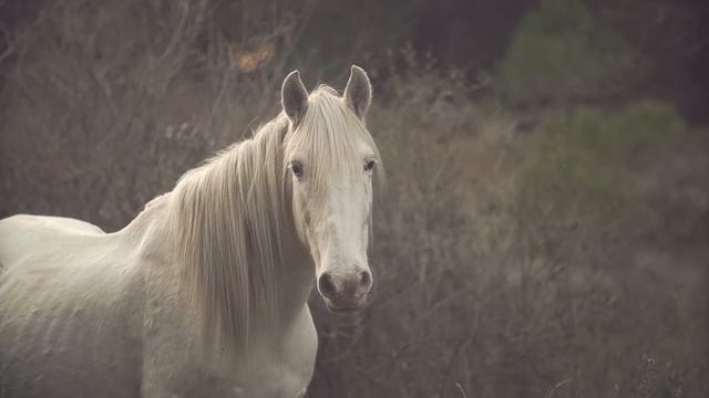 Лошади Ржание лошади Белые лошадки white horses Развивающее видео смотреть онлайн