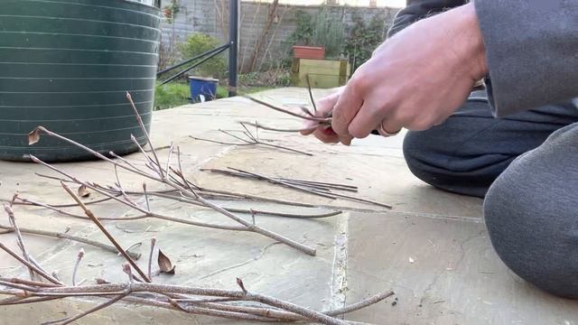 How To Propagate Cornus Kousa, How To Take Cuttings Of Flowering Dogwood, Plant Propagation смотреть онлайн