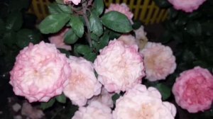 4 лучших сорта роз японской селекции.