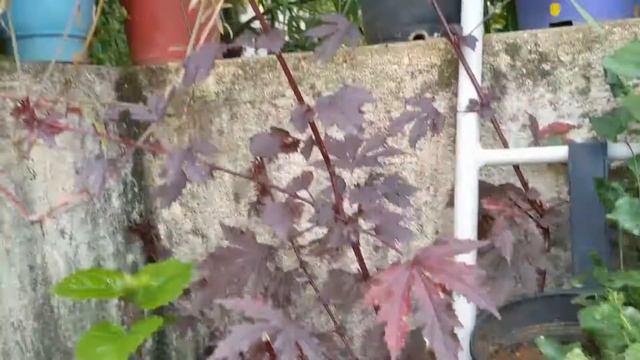 Maple Leaf Hibiscus Grown From Seed | September 2021 смотреть онлайн