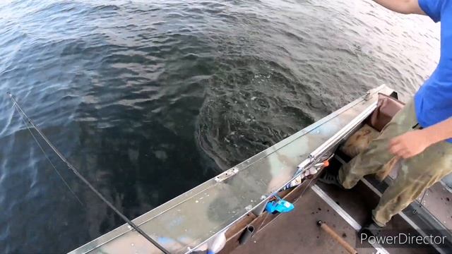 Ловля сома на квок. Вечер на Волге. #волга #рыбалка #сом смотреть онлайн