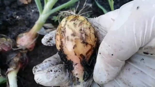 Лук шалот семейный сибирский 54 (сорт 17) смотреть онлайн