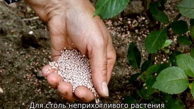 Роза Аделаида Худлесс смотреть онлайн