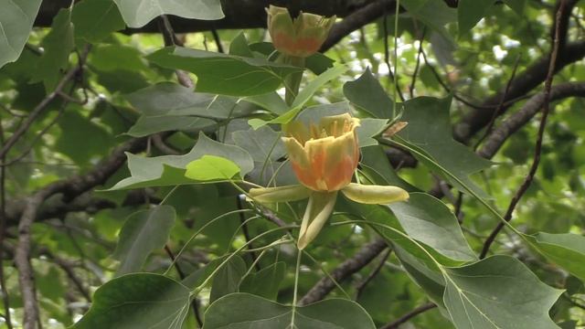 Tulip Tree - Liriodendron tulipifera смотреть онлайн