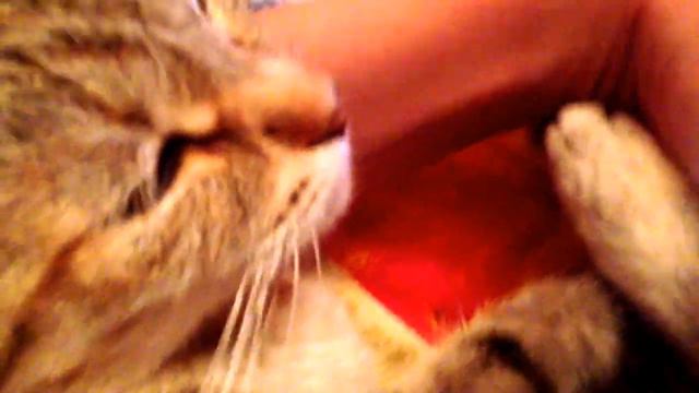 Кошка бьет себя смотреть онлайн