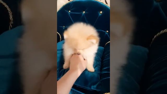 Померанец смотреть онлайн