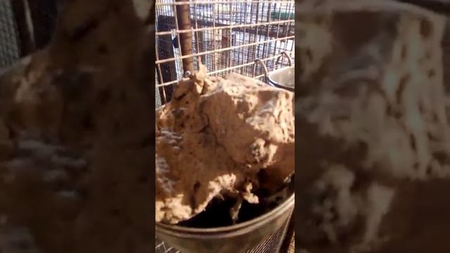 Попугаи розовощекие неразлучники . смотреть онлайн