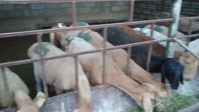 Бараны(2) смотреть онлайн