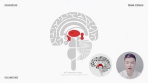 Головной мозг: строение и функции. Краткий обзор