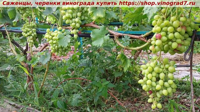 Парад окрашивания ультраранних сортов и ГФ винограда 9 июля - ТРИУМФ, новинка селекции Калугина смотреть онлайн