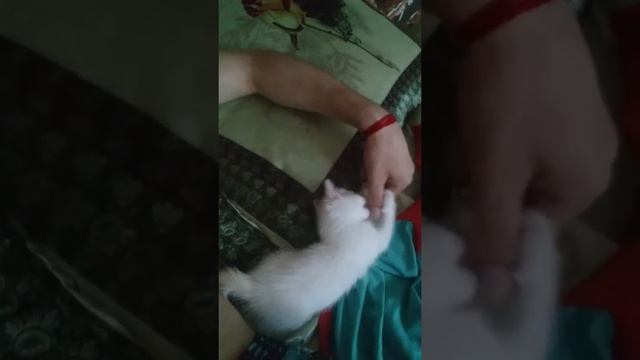 Белый тигр ест человека смотреть онлайн