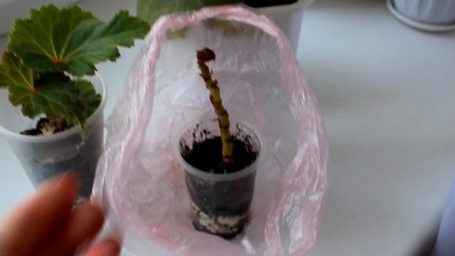 Бегония - размножение черенкованием. [Надежда и мир] смотреть онлайн