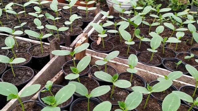 ЧТО ДЕЛАТЬ С ОГУРЦОМ ПОСЛЕ ВСХОДОВ смотреть онлайн