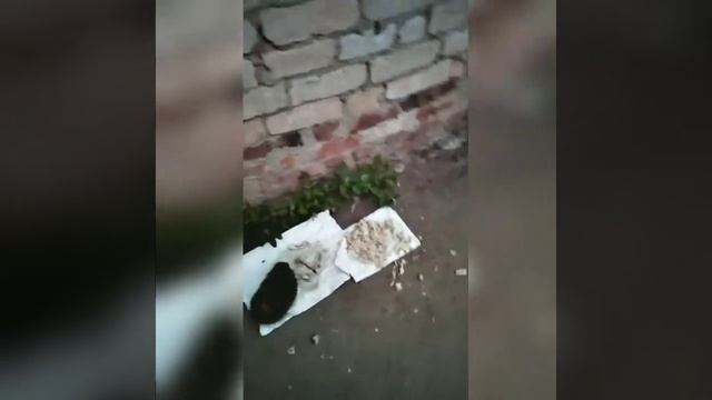 Ежик отбирает еду у собаки. Собака боится ежика смотреть онлайн