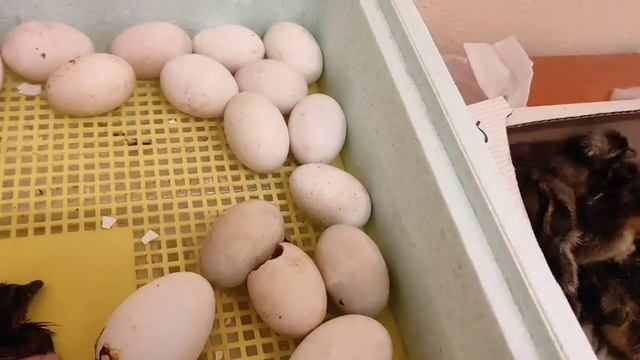 ВЫЛУПЛЕНИЕ УТЯТ ИЗ ЗАМОРОЖЕННЫХ ЯИЦ. ФРАНЦУЗСКИЕ УТЯТА. КУЧЕРЯВЫЕ ГУСИ. ХОХЛАТЫЕ УТКИ ???? смотреть онлайн