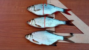 Самый простой способ как отличить краснопёрку от плотвы, густеру от плотвы и подлещика.