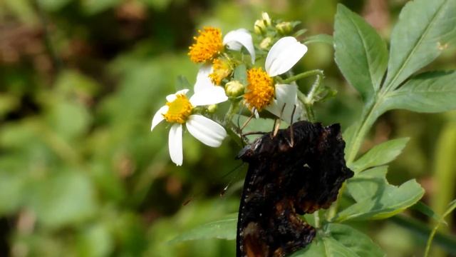Samsung WB850F Sample Movie #2 (butteffly) смотреть онлайн