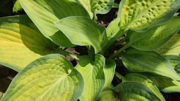 Мои хосты сорта Glory, Old glory, Pauls glory