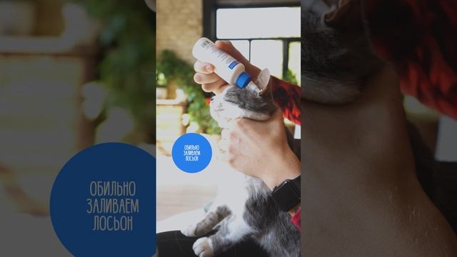 Как правильно чистить уши кошке смотреть онлайн