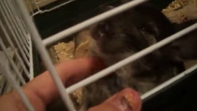 Шиншилла Гучи смотреть онлайн