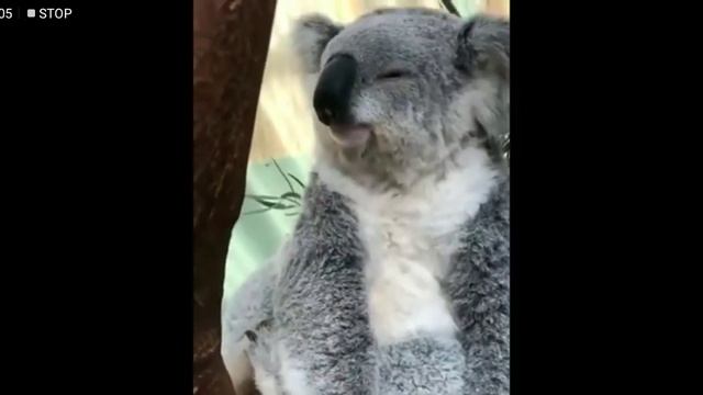 Koala Laughing!!!